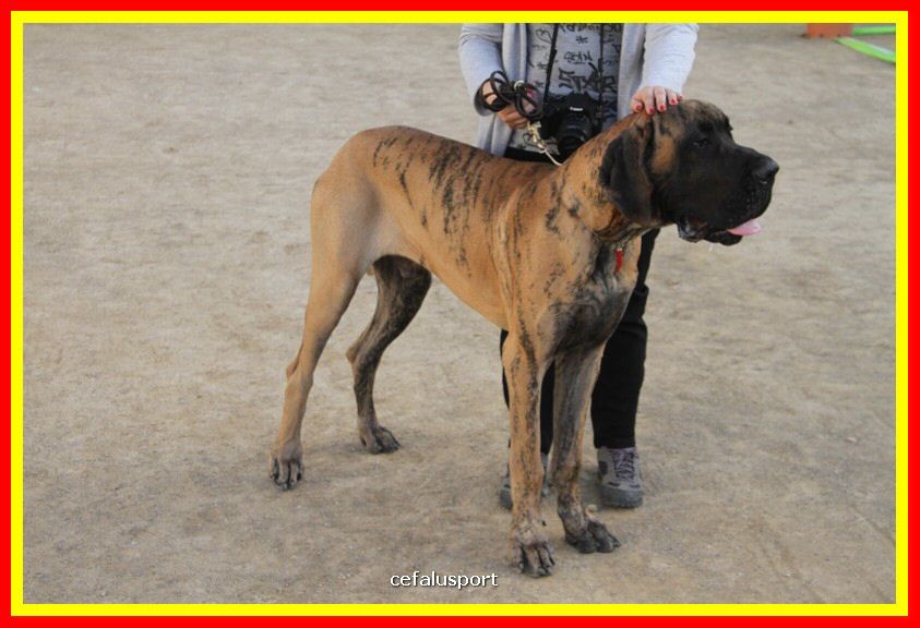 180311 mostra_canina 147.jpg
